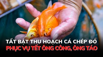 Tất bật thu hoạch cá chép đỏ phục vụ Tết ông Công, ông Táo | Báo Thanh Hóa