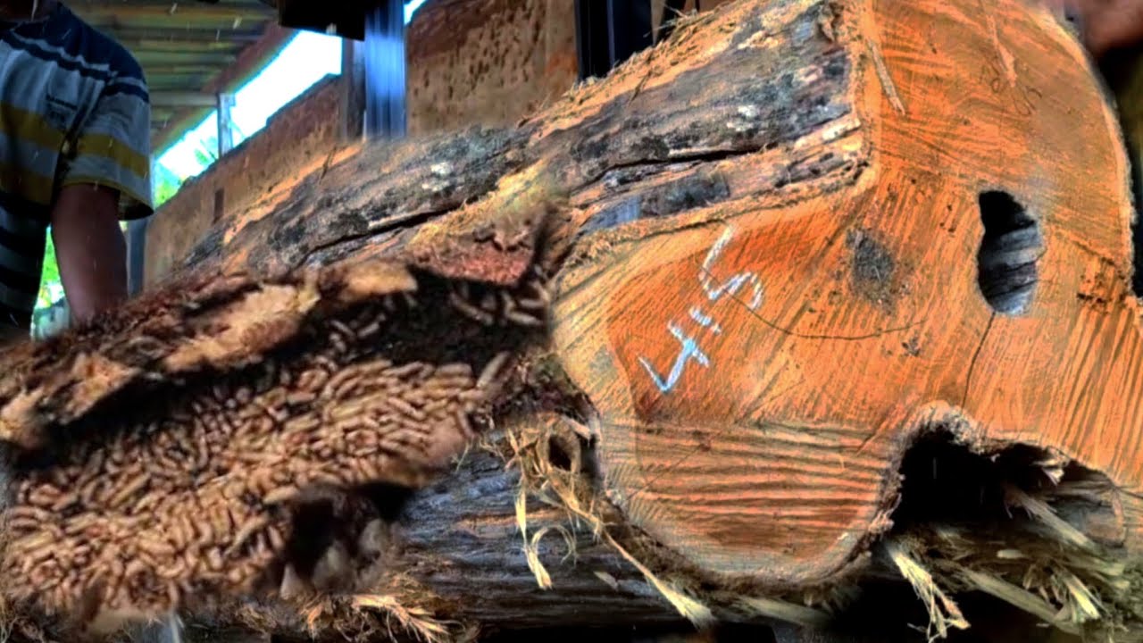 Scary, Ancient Teak Wood Relics With Hole So Allegedly Animal Nest