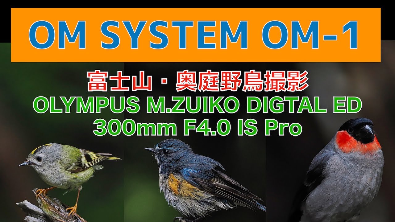 OM SYSTEM OM-1/富士山・奥庭野鳥撮影/OLYMPUS M.ZUIKO DIGTAL ED 300mm F4.0 IS Pro/No.159