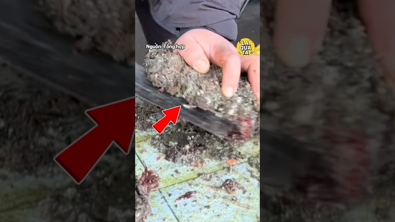 Piure – Món Hải Sản Nhầy Nhụa Gây Sốc Ở Chile 