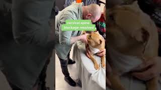Dog Chiropractor Funny Video | Dog Chirporactor #Dogchiropractor