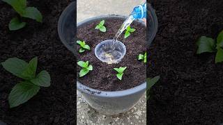 Every woman should know this technique for growing a vegetable garden in a pot