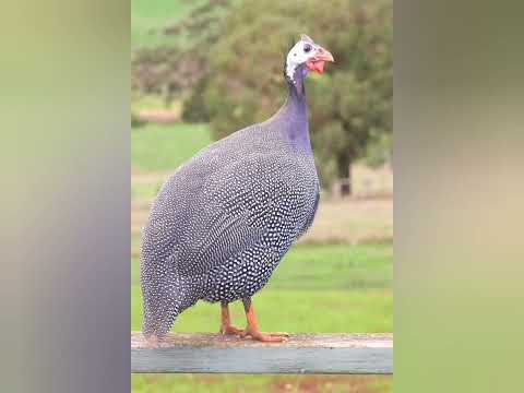 المأذون اتأخر ليه