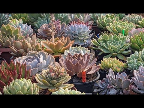 How can I multiply my succulents faster?