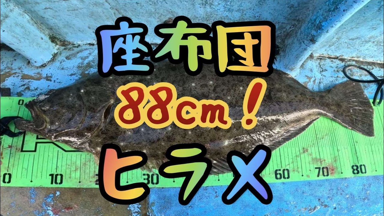 【座布団ヒラメ】超大ヒラメゲット！いわき市四倉古峯丸　常磐沖　泳がせない釣り