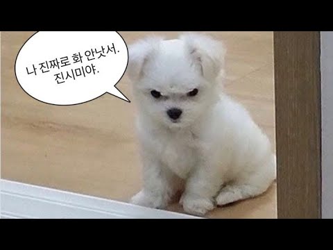 개병신 리스트 || 소규모시리즈액괴 || 소시액 || 슬라임 || 액괴
