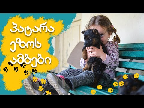 პატარა ეზოს ამბები - ლილი და ლეკვები