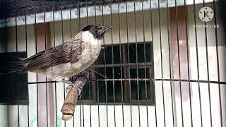 #PANCINGAN AGAR BURUNG KENTILANG BUNYI#