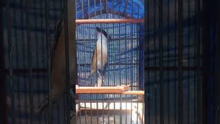 Cendet Trorol Belajar Menata Lagu cendet birds kicaumania masteranburung