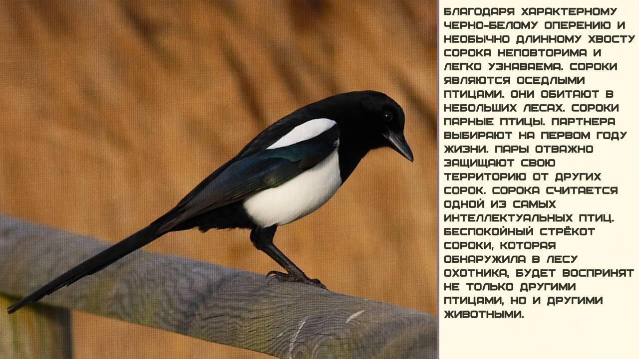 Белая сорока краткое содержание: найдено 84 изображений