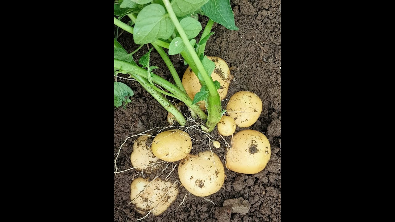 Apical Rooted Cutting for Fasttracking Seed Potato Production YouTube