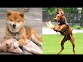 Funniest Animals - Best Of The 2021 Funny Animal Videos #19