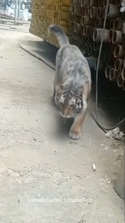 Kucing Biasa,,Berubah Jadi macan#shorts