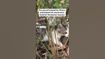 Please consider making a donation via our donation link in bio to help us stock cats food