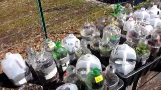 OK, I gave in. I covered - More Real Life Winter Sowing