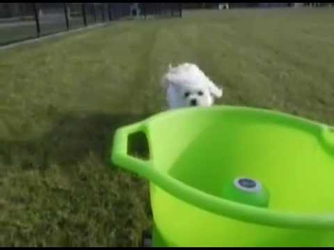 automatic-dog-ball-thrower-i-godoggo-fetch-machine-for-dogs-in-action!