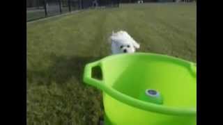 Automatic Dog Ball Thrower I GoDogGo Fetch Machine for Dogs in action!