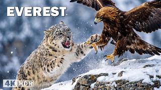 THE FIGHT FOR SURVIVAL ON EVEREST | The Most Extreme Peak | Nature Animal Documentary