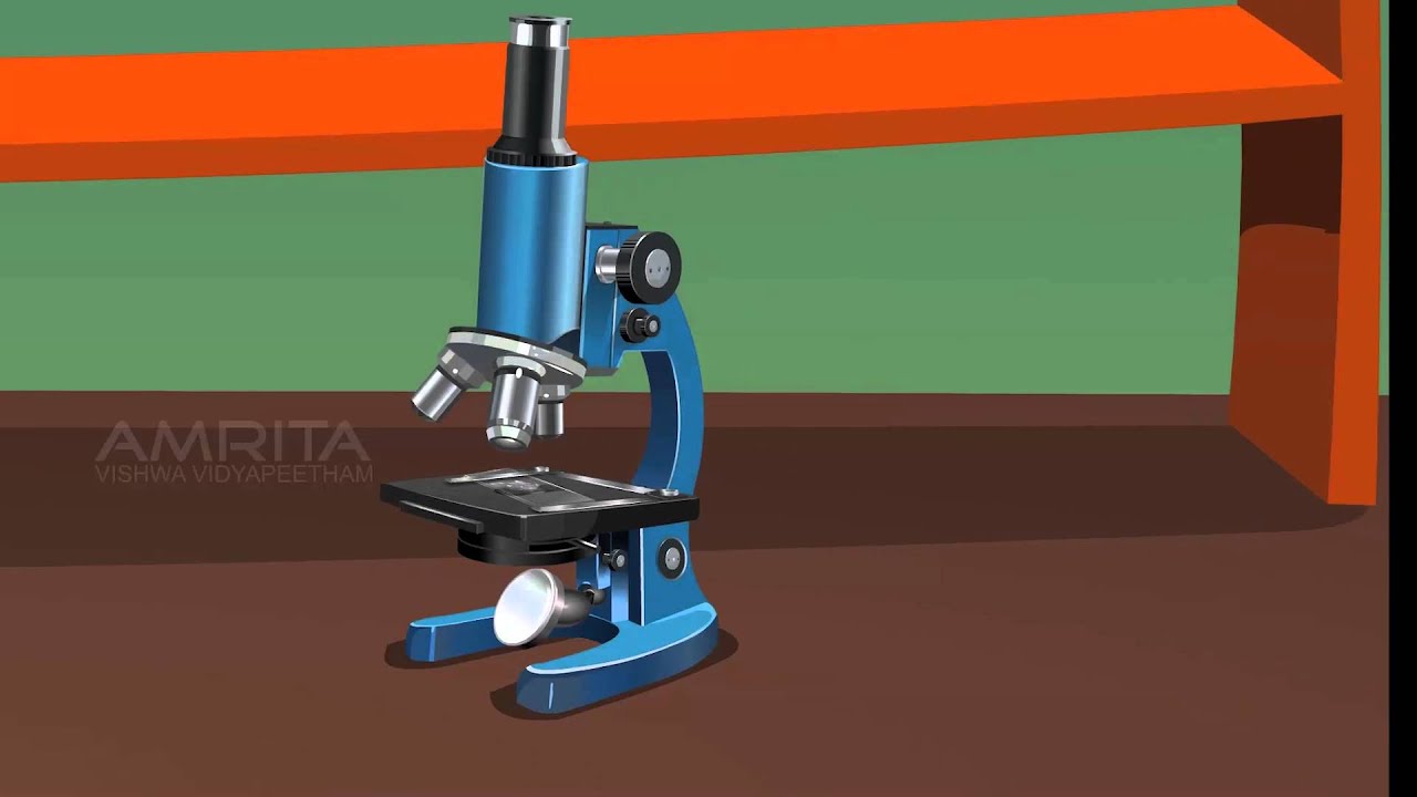 Study of Stomatal Distribution on Leaves - MeitY OLabs