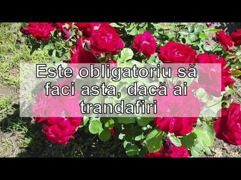 Video: Îngrijirea Trandafirilor De Vară