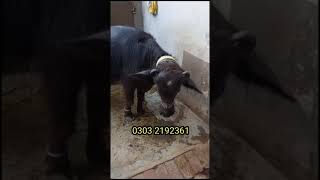 nili ravi buffalo for sale in sialkot city 10 litre milk