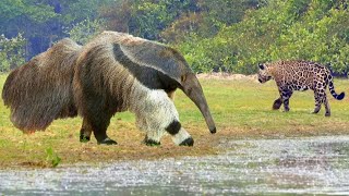 Predators Bypass Him. Giant Anteater Destroys Everything In Its Path. by Victorious Nature 23,023 views 2 years ago 10 minutes, 35 seconds