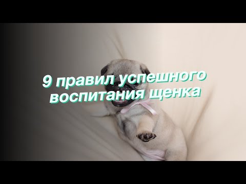 9 правил успешного воспитания щенка