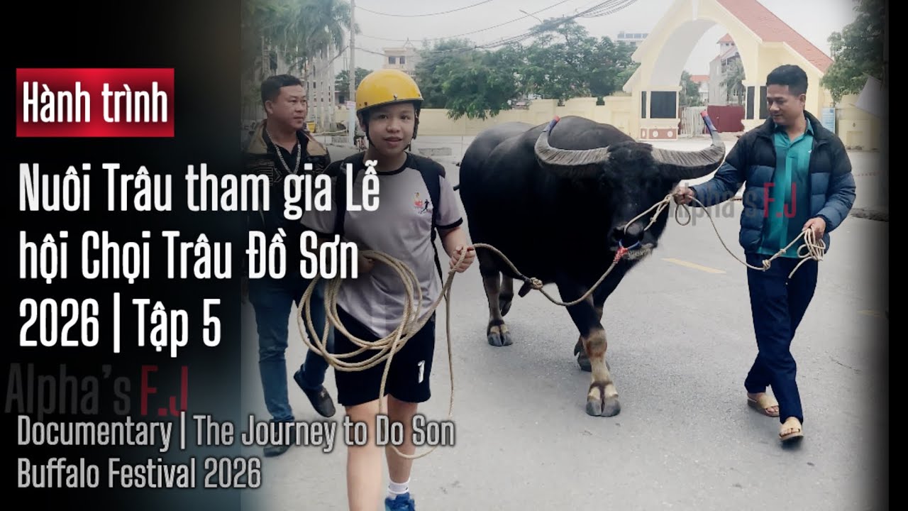 Trâu tham gia Lễ hội Chọi Trâu Đồ Sơn 2026 (P3) | The Journey to Do Son Buffalo Festival 2026