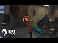 THIS MACAW HAS NEVER FLOWN BEFORE! | Mona The Macaw