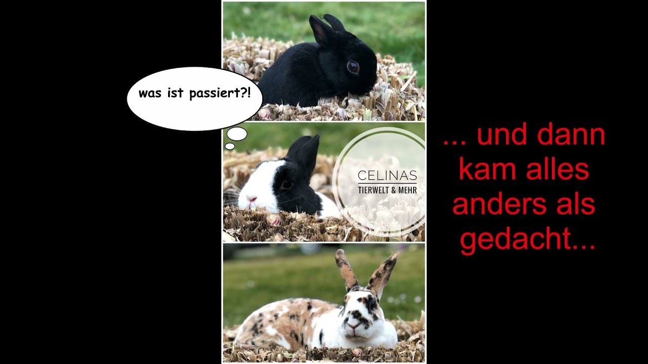 Das letzte gemeinsame Video?😧 | Meine Kaninchenroutine 2020🐰 | Celinas Tierwelt und mehr