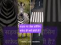 सड़क पर ज़ेब्रा क्रॉसिंग सफ़ेद ही क्यों होती है? | Zebra Crossing White Kyun Hai? #shorts