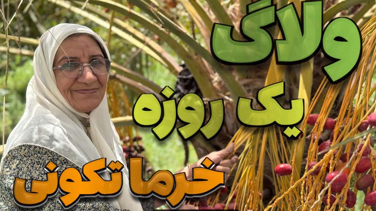 ولاگ یک روزه برداشت خرما همراه با من و مامان و یلدا | ولاگ خرما چینی (عجایبی که کمتر همه جا میبینی)