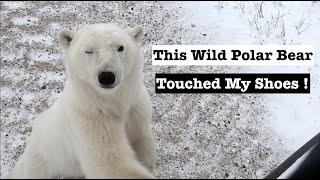 SAW 28 WILD POLAR BEARS IN A DAY! Crazy Experience in Churchill, Manitoba On A Tundra Buggy [Ep.13]