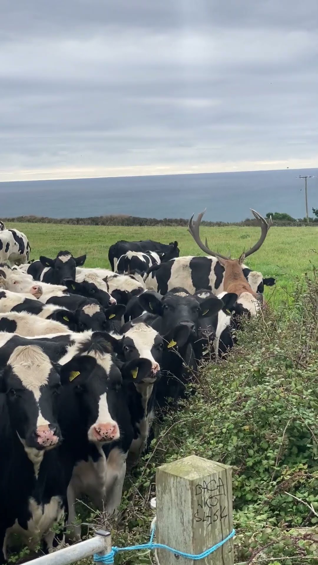 Stag Hides In Cow Herd || ViralHog