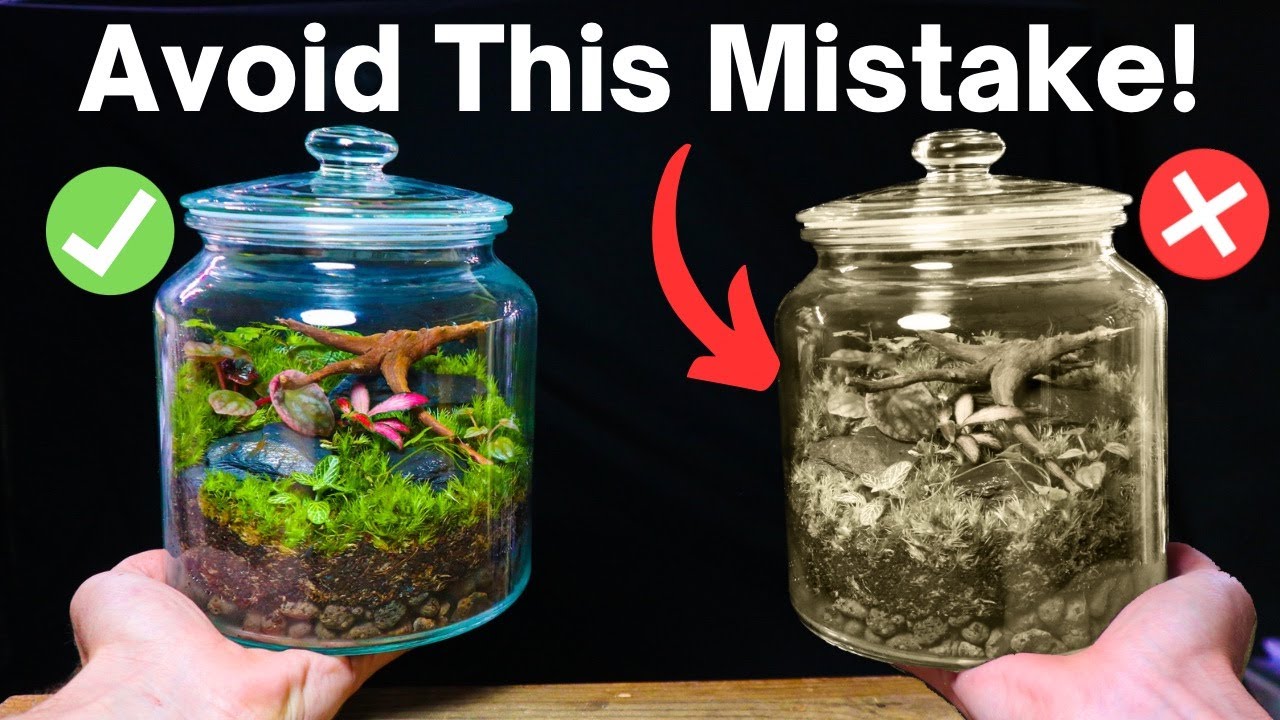 5 Terrarium Mistakes You DO NOT Want To Make! YouTube