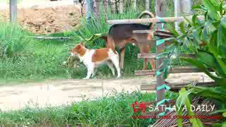 Animal sex in bangladesh