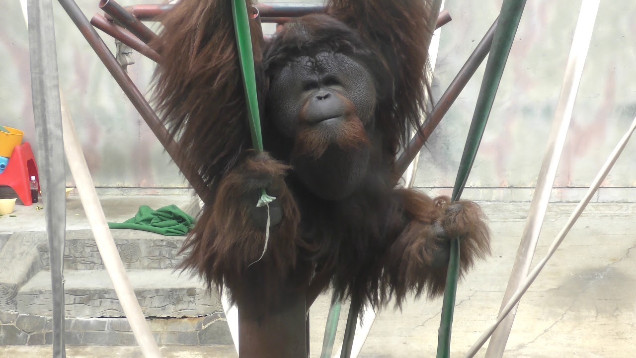 Orangutan Playing A Swing オランウータン ムムちゃんのブランコ Youtube