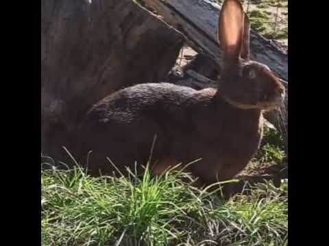 Video: Cashmere Lop