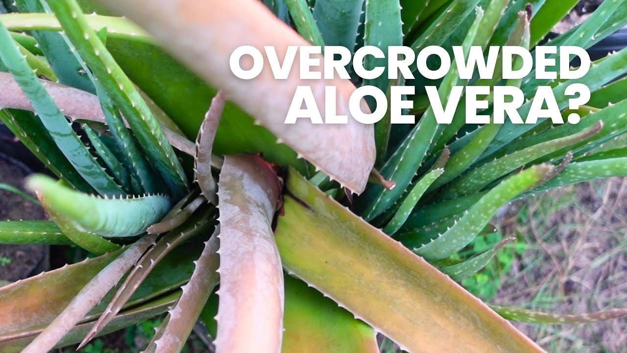 Removing Aloe Vera Pups from an Overcrowded Pot & Rescuing the Rotting Mother Plant