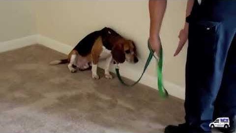 K9 Bed Bug Detection - BugFree Services