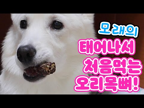 태어나서 처음 먹어보는 오리목뼈 먹방😍 <strong>오도독</strong> <strong>오도독</strong> 강아지 먹방❤️