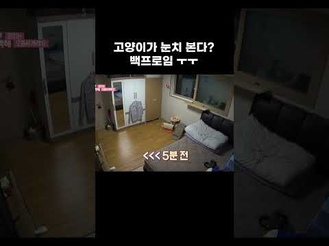 눈 굴리는 고양이는 의심히고 봐야 #shorts