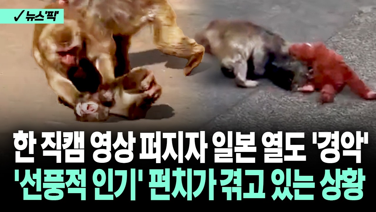 [뉴스'픽'] 일본 울린 새끼 원숭이 '펀치'가 겪고 있는 심상치 않은 일