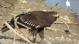 Greater Spotted Eagle