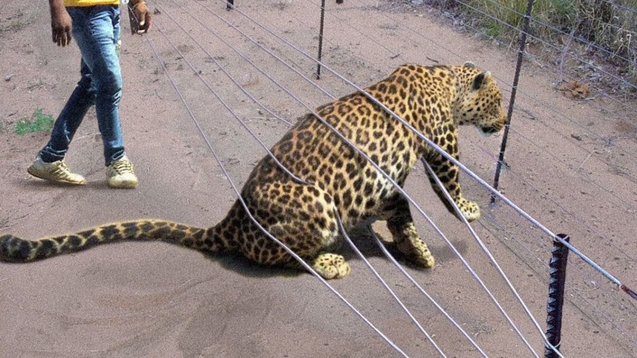 40 Animales Que Pidieron Ayuda URGENTE a Las Personas !