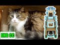 ボスの猫部屋リフォームプロジェクト part2（新キャットタワー完成）Eng CC