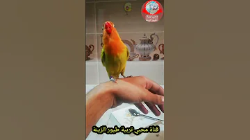 طائر الفيشر يتكلم 