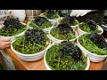 곱빼기가 공짜지만 절대 시키지말라는 국수? 미친듯이 쌓아주는 산더미 부추국수┃Chives noodles/Korean street food