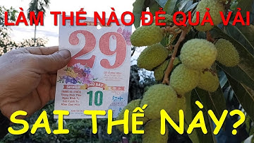 Kỹ thuật làm vải U Hông sai quả, ít mất mùa.