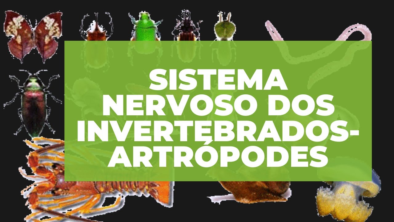 SISTEMA NERVOSO DOS INVERTEBRADOS ARTRÓPODES - YouTube